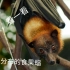 蝙蝠科普之中国分布的食果蝠[fufu]
