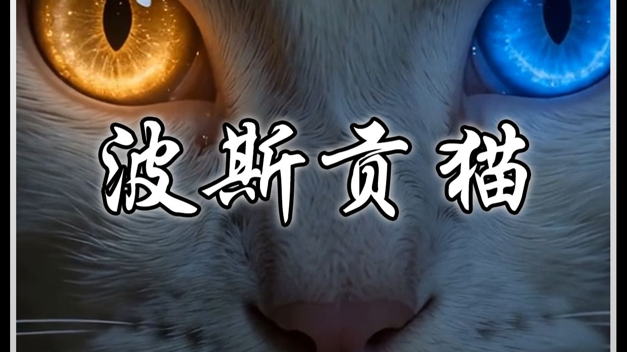 沉浸式体验古法造假异瞳波斯贡猫的一天
