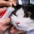 宠物猫为救流浪猫，乖乖被医生抽了一管血，令人感动又心疼...