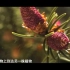 【25集全】萌眼看世界大百科视频之.了不起的动植物