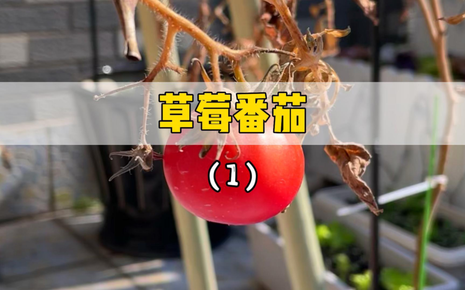 居然还有草莓番茄？尝尝什么味道