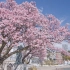 河津樱丨日本最早的樱花盛开了，在静冈县热海