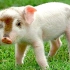 盘点3大奇异的两头动物，中国的双头猪上榜！