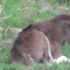刚出生的小角马，不能站立等待它只能是鬣狗和狮子。