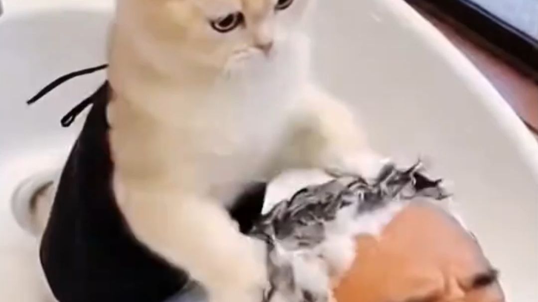 洗头喵：洗了十几年头，你是第一个敢这样说的