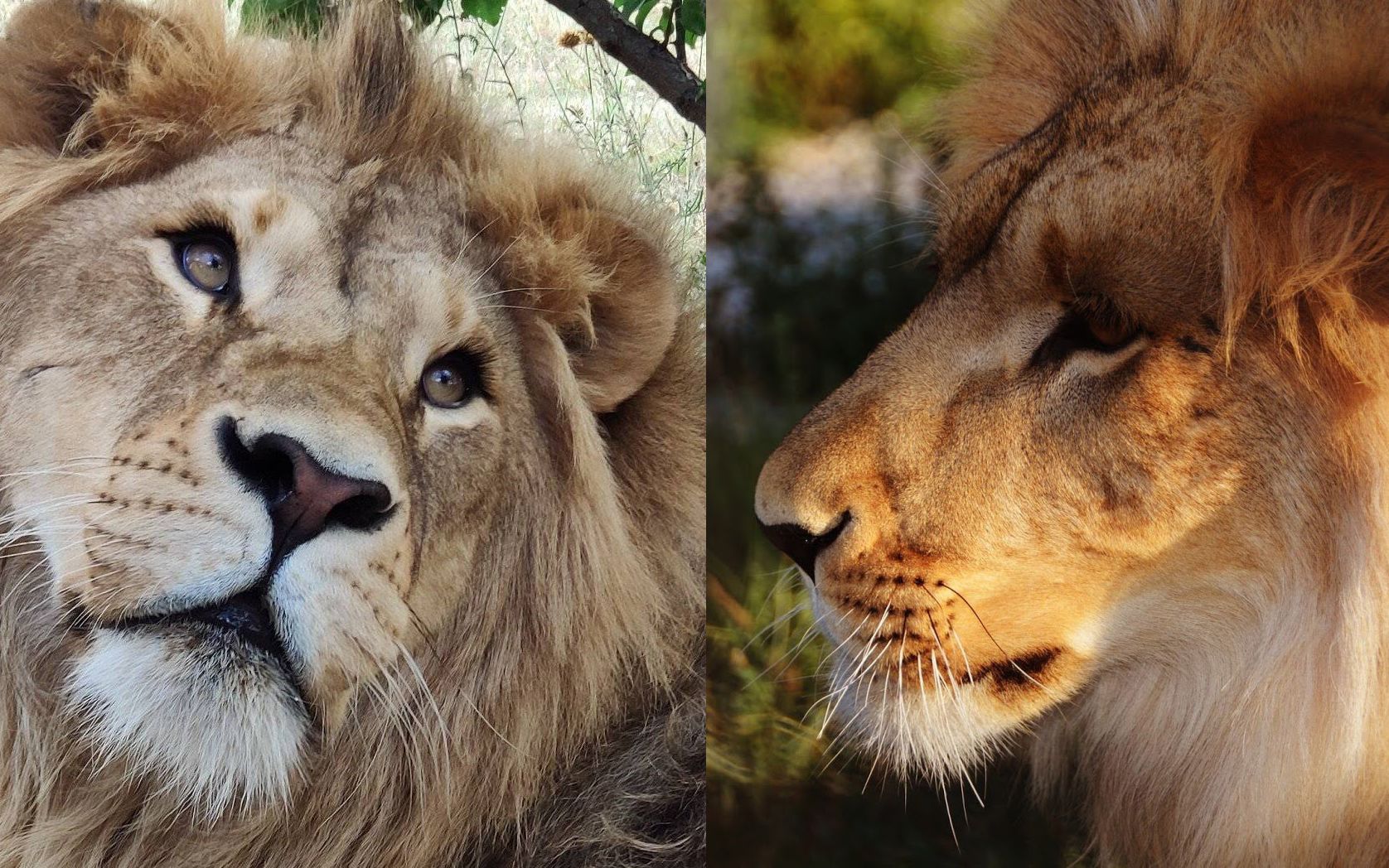 纪念两只死于荣耀的狮子——费利亚、阿廖沙