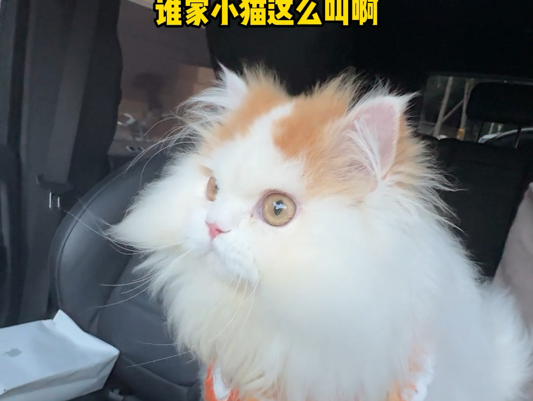 奇怪的小猫又增加了...上辈子难道是鸟？#这小猫谁养谁不迷糊