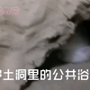 【研究仓鼠】沙土洞里的公共浴室