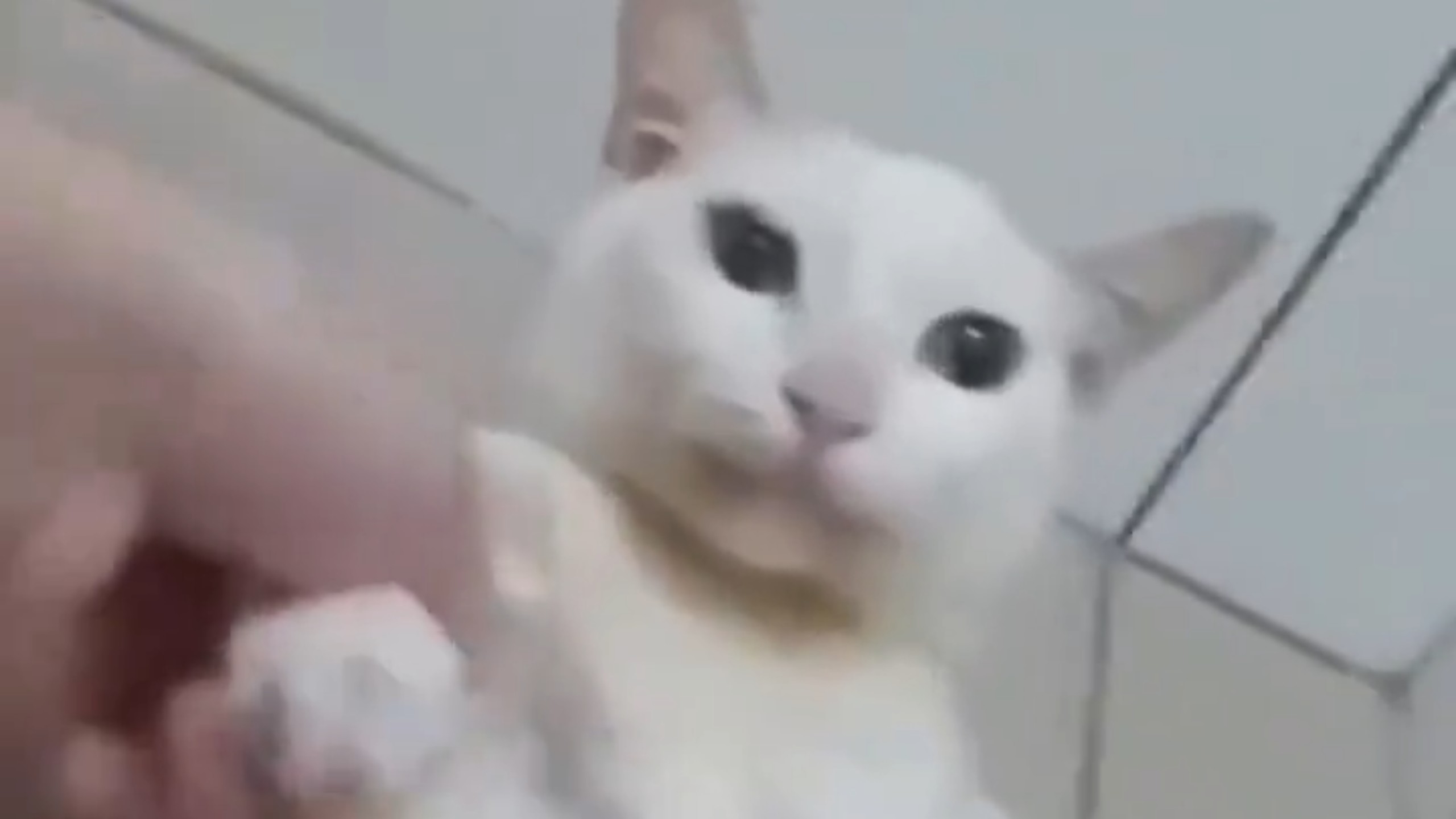 白切基
