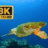 8K UHD 超高清 海底世界