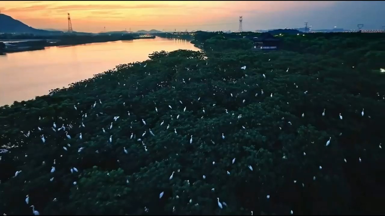 语文老师必备！《鸟的天堂》超赞教学视频，让你的课堂瞬间“活”起来！