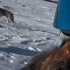 摄影师小姐姐在北极拍摄时，被13头野狼“包围”了...代入一下，很刺激！