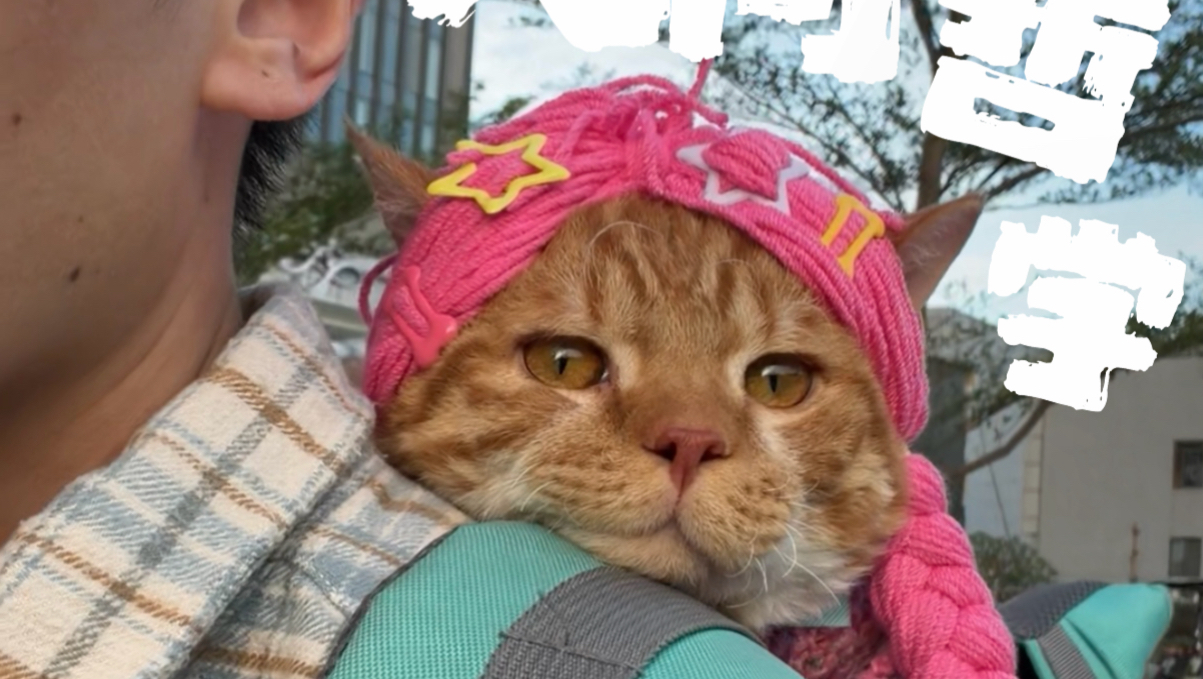 我和小猫的人间哲学
