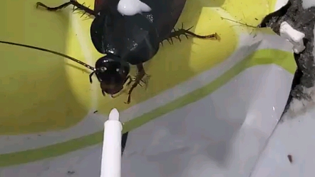 喂了3个月蟑螂药，还胖了！