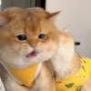 柜儿：妈！它快把我贴出脑震荡了