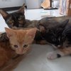 猫妈妈再次看到自己的亲生孩子，不停的舔它们：孩子，妈妈还爱你