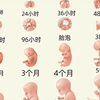 怀孕40周，胎儿的发育全过程