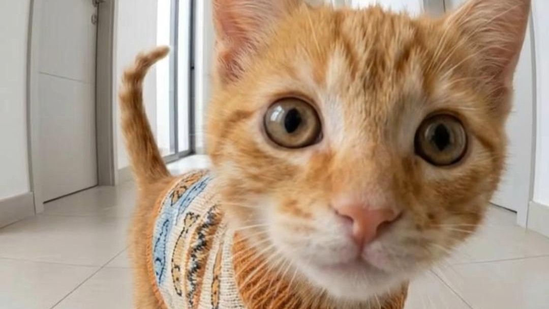 当小猫来找记者