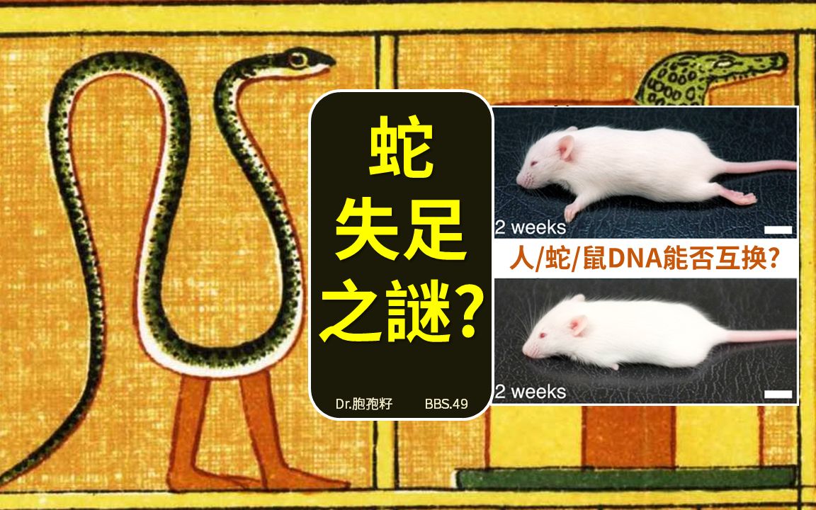 bbs 49 揭开蛇的失 足 之谜 能否通过基因编辑再长出来 哔哩哔哩 bilibili