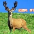 《纪录片》地球脉动-季节森林-国语中文配音