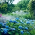 哇噻！又一处网红花园诞生了，来自仙界的一抹梦幻蓝！@上海共青森林公园八仙花主题园