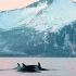 雪山下的虎鲸，美丽的风景线