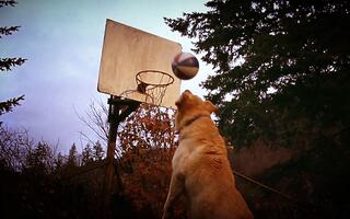【飞狗巴迪】一只会打篮球的狗狗,自学成才用嘴投球,进球率100%!