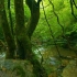 【4K】小森林·溪流