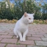 愤怒的白猫视其他猫为敌人并攻击它们
