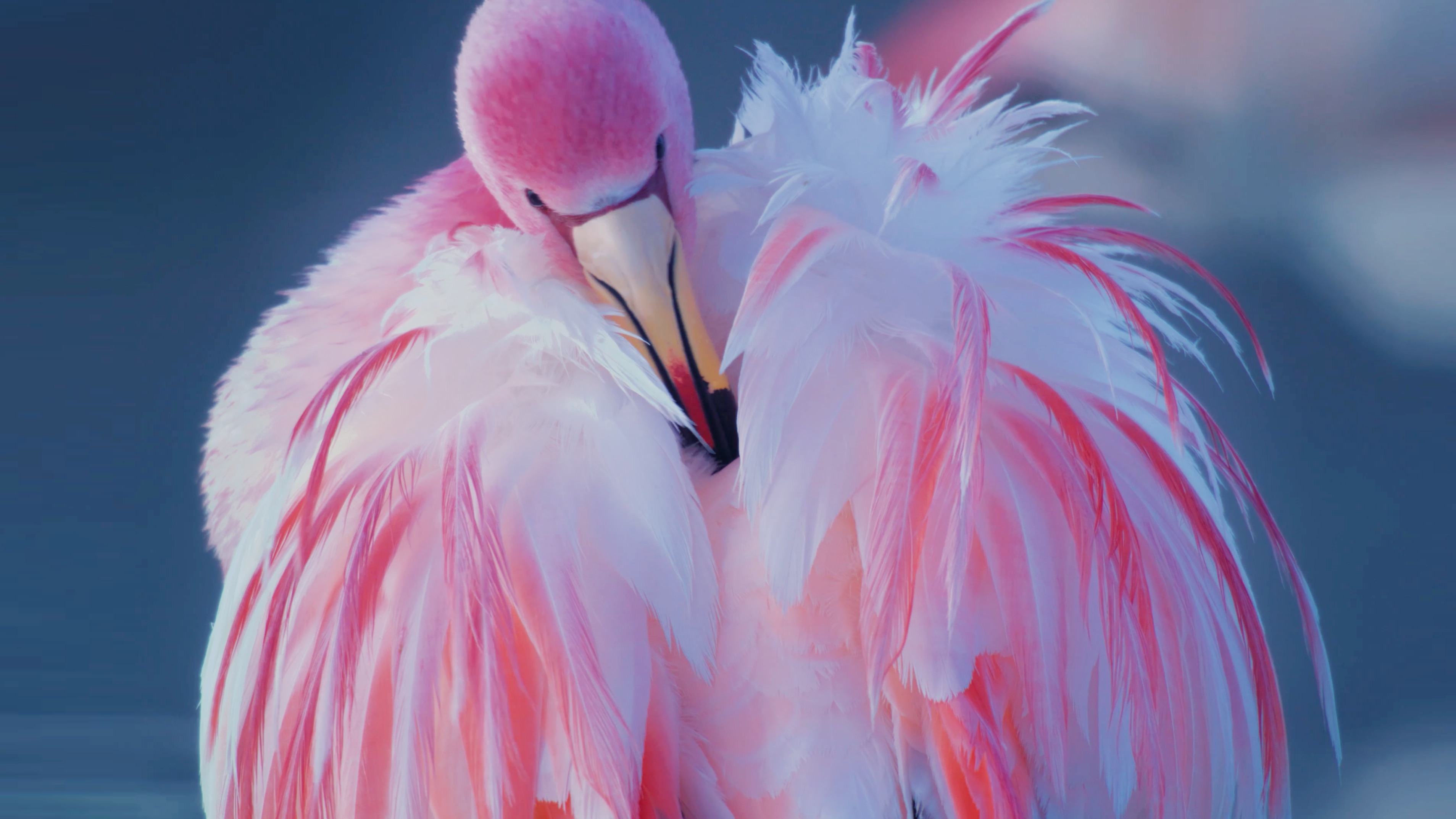 玻利维亚·安第斯之花