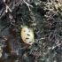 潮间带物种记录1:盘点厦门海边常见的海蛞蝓
