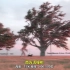 一镜到底的动画展示不同树木的高度和寿命对比