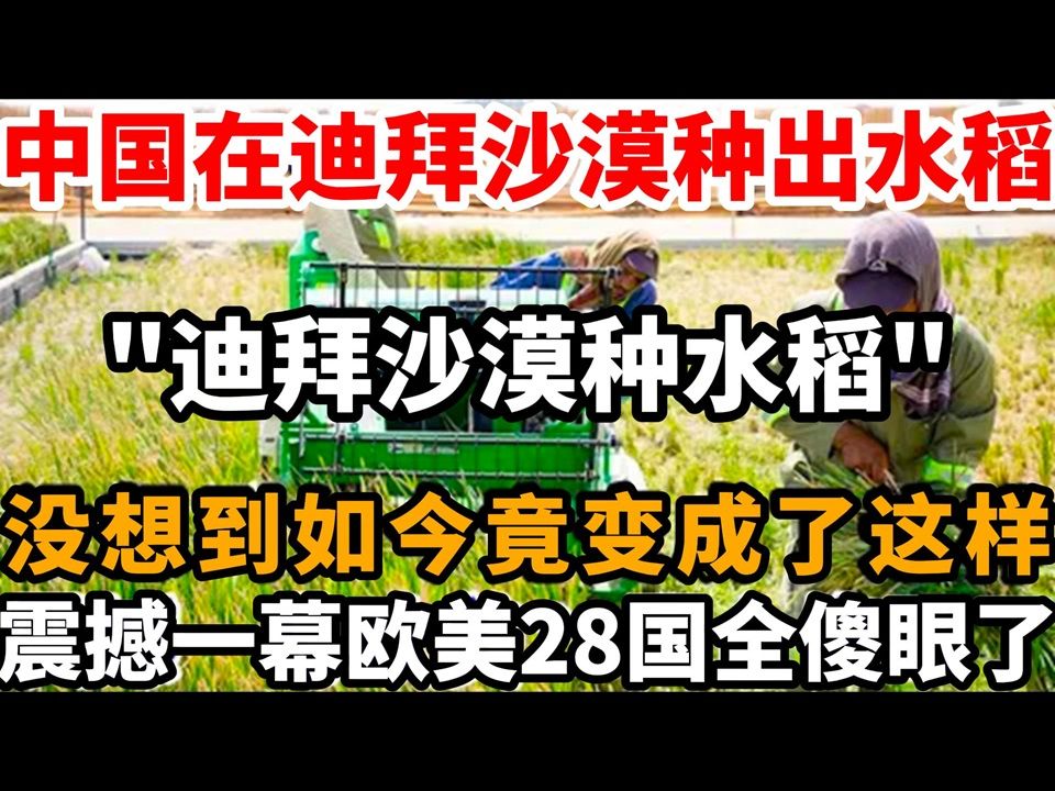 中国在迪拜沙漠种出水稻，没想到如今竟变成了这样，震撼一幕欧美28国全傻眼了！