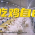吃鸡自由！中国成功自主培育白羽肉鸡新品种