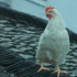 沙雕广告：一只更好的鸡