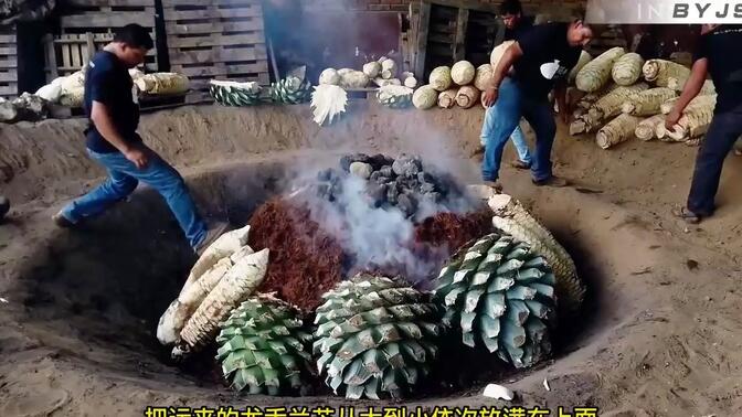 巨型“菠萝”是怎么酿酒的？墨西哥灵魂，龙舌兰酒的制作过程