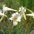 百合花（学名：Lilium）是百合科百合属多年生草本球根植物