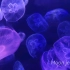 【Dream Aquarium @OCT Harbour】Uncovered the secret beauty of 