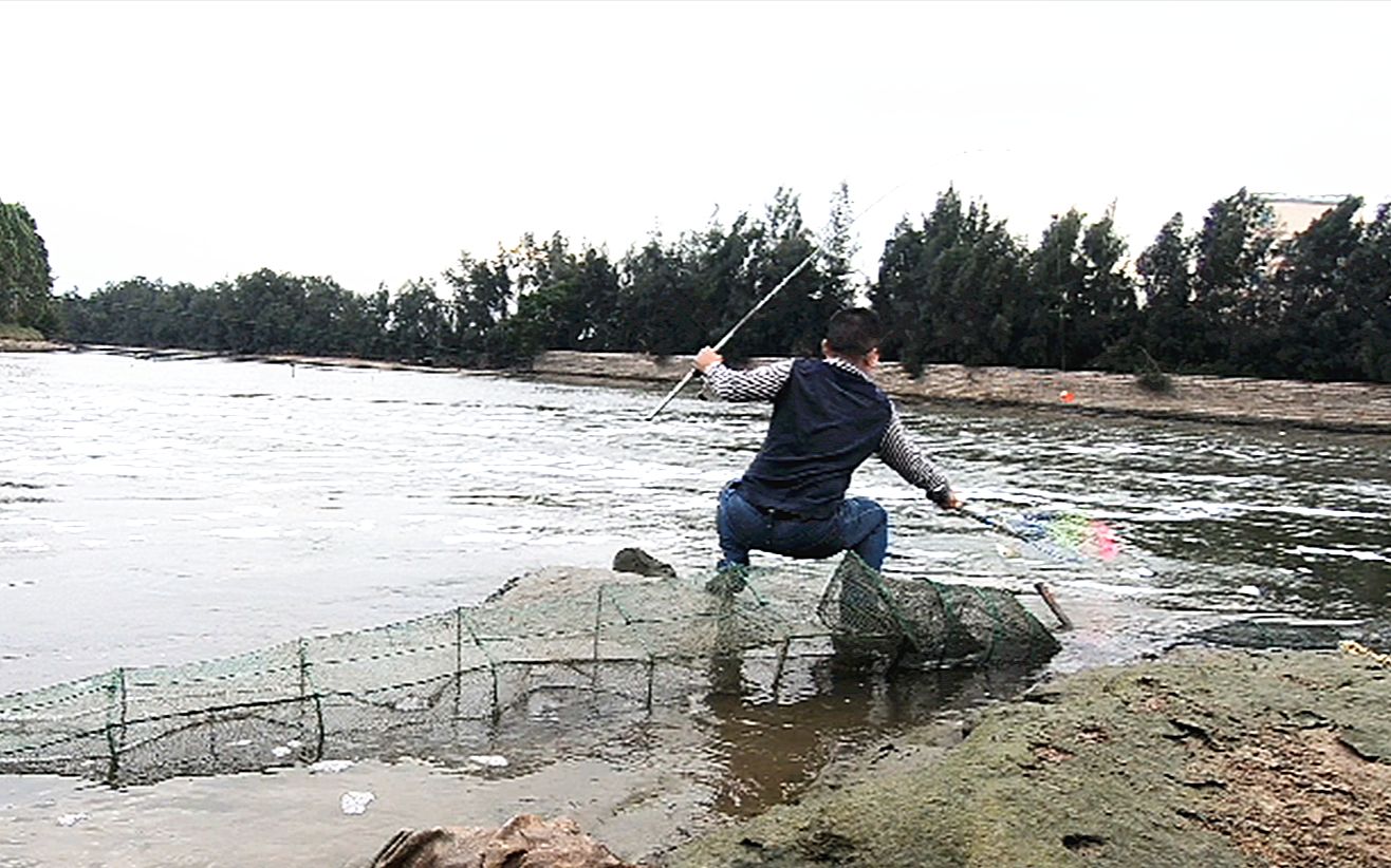 思乡渔夫用活虾钓鱼就是快30秒就能上一条鲈鱼