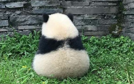【大熊猫】是谁卡住了宝宝的pp_动物圈_生活_bilibili_哔哩哔哩