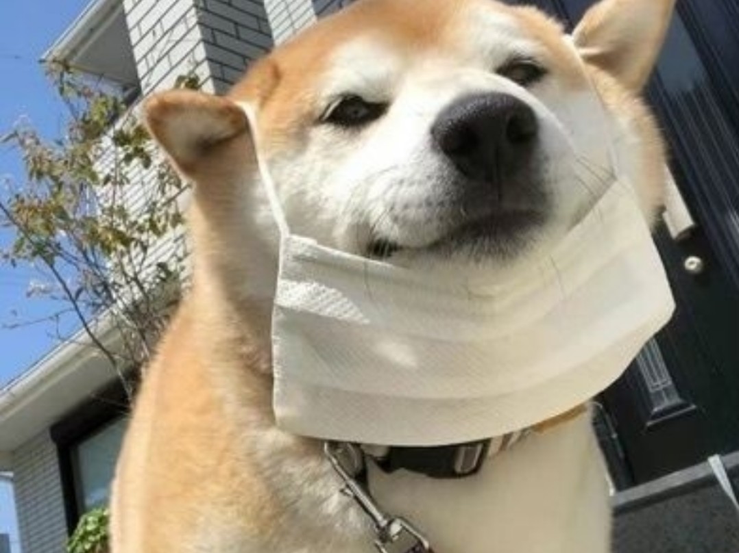 世界不能没有小狗