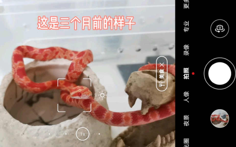 【玉米蛇】一个视频告诉你一条蛇的生长速度…