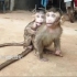 俩小猴像见鬼似的，吓得够呛！