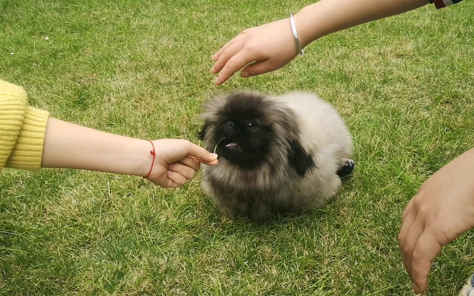 超级可爱的北京犬 哔哩哔哩 つロ干杯 Bilibili