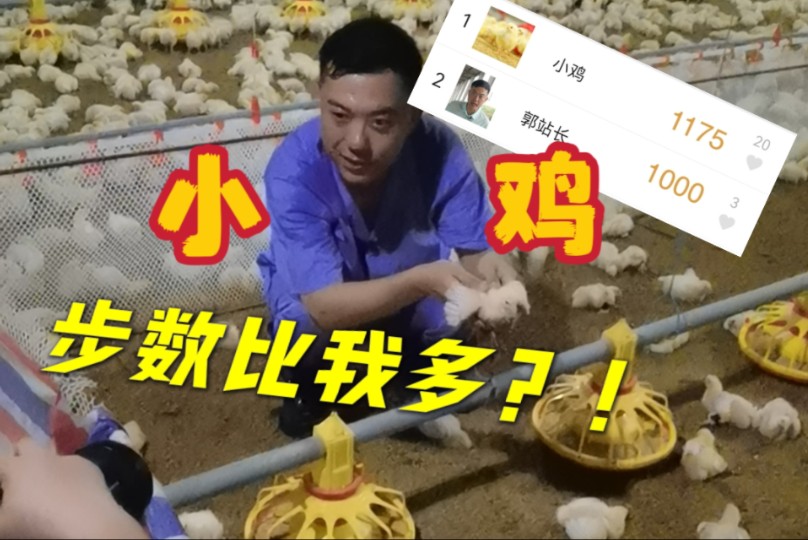 农业大摸底！你们的板烧鸡腿堡是怎样养成的？！【主播说三农#】