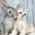 【兔K】兔子和猫咪的有趣生活