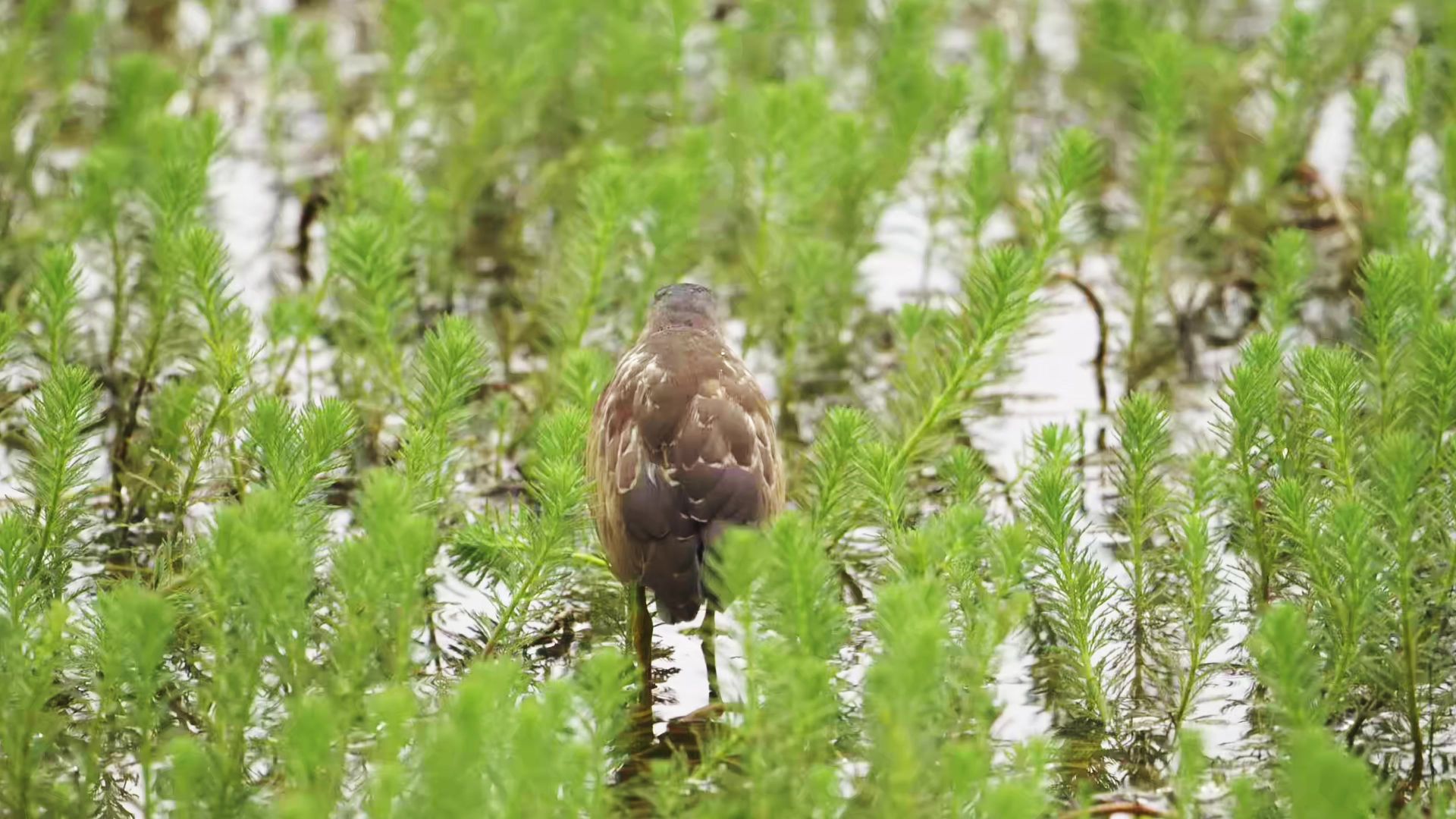 【行为图鉴】紫背苇鳽 它的背部看起来也不是很“紫”啊