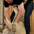 【毛茸茸的绵羊】剪羊毛啊剪羊毛哟。在澳大利亚录的实况剪羊毛活动，一秃子下去卷毛成平头