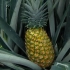 菠萝的一生｜现代农业种植和收获菠萝