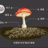 【生物】蘑菇的结构